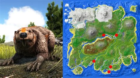 ark beaver dam the island|ark survival ascended beaver dam locations.